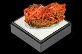 Bright Orange Crocoite Crystal Cluster - Tasmania #171675-1